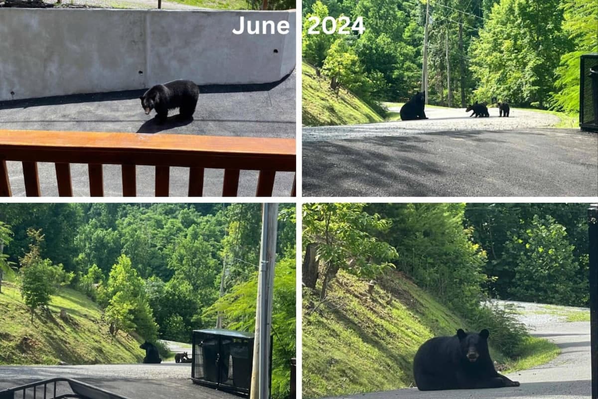 Guest-captured moments! Many guests have spotted bears daily during their stay at our cabin, offering a true Smoky Mountain wildlife experience. Watch from a safe distance and enjoy nature’s beauty right from your doorstep!