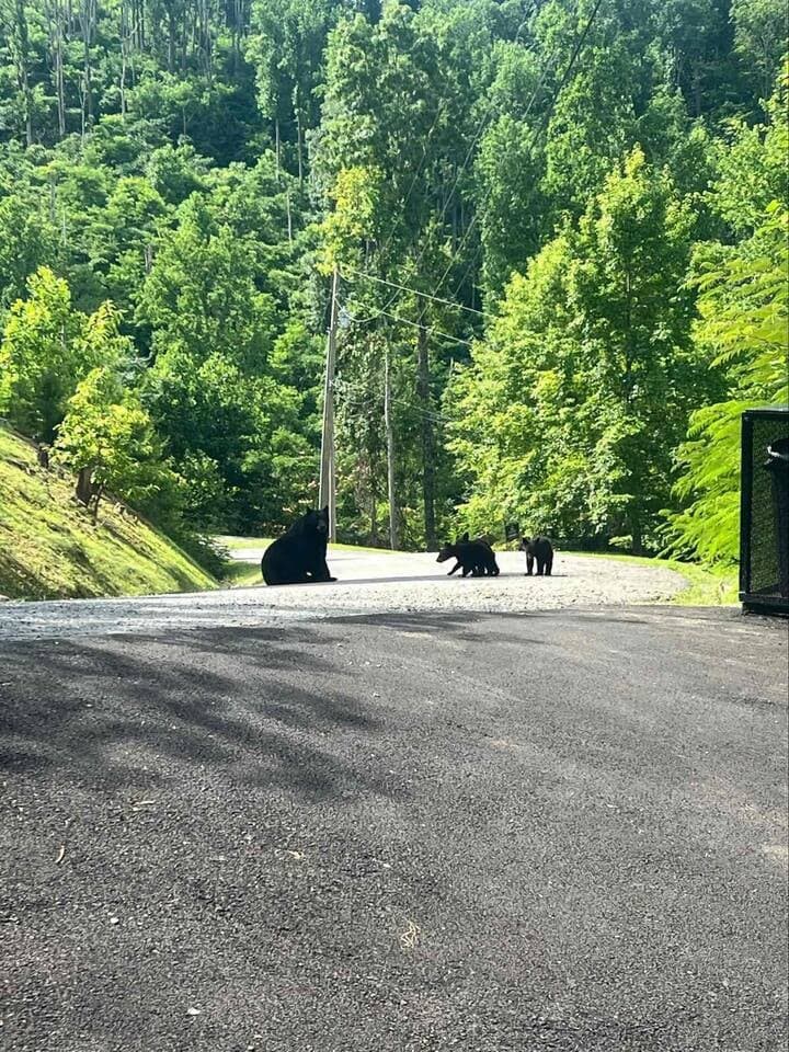 Exciting wildlife sightings! During bear season, you may spot these beautiful creatures roaming nearby. A true Smoky Mountain experience—remember to observe from a safe distance and secure all food items. Nature at its finest!