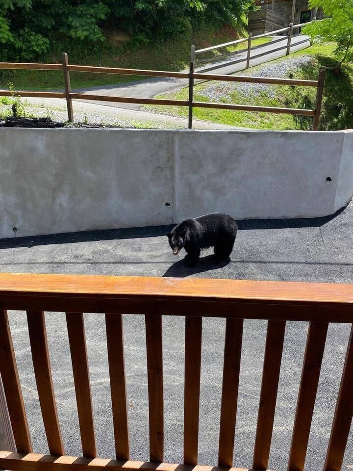 Picture of a bear from the front balcony! You never know when bears can show up